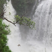 Florence Falls with diving bird