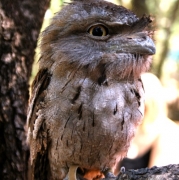 A tawny frogmouth at Territory Wildlife Park