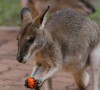 Agile wallaby eating fruit at Territory Wildlife Park