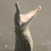 Jumping croc on Adelaide River