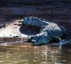 Estuarine crocodile on the Adelaide River