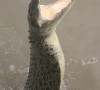 female croc on Adelaide River